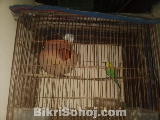 বারজিগার পাখি